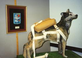 Old display of Bing the Para Dog at the Airborne Forces Museum, Aldershot