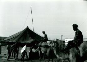 Paratroopers riding camels outside 'Juliet' Road Block, Aden, 1967