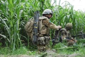 3 PARA operating in fields of crops, Musa Qala, Afghanistan, August 2008.