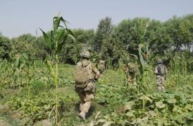 Soldiers of B Coy, 3 PARA patrolling through undergrowth in Musa Qala, Afghanistan, August 2008.
