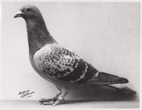 The pigeon Duke of Normandy, c1945.