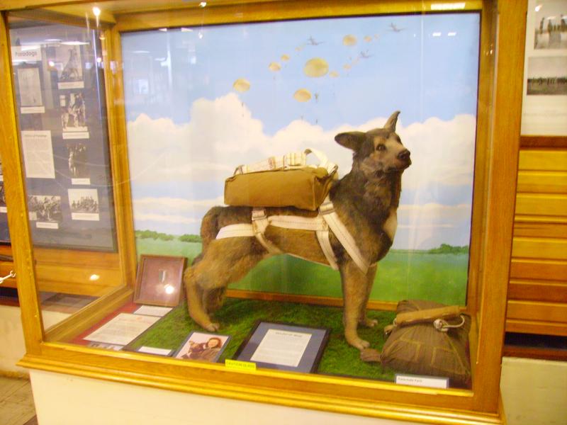 A Para Dog in Airborne Forces Museum, Aldershot