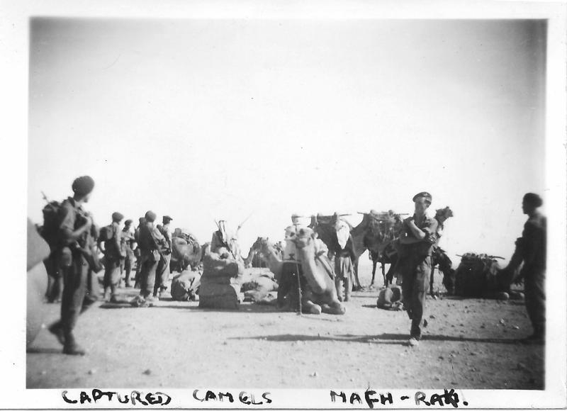 Captured Camels in Mafh-Raki